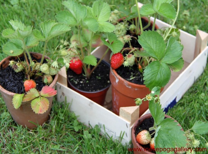 Strawberries grow anywhere