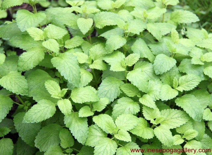 backyard the beautiful and healthy lemon balm