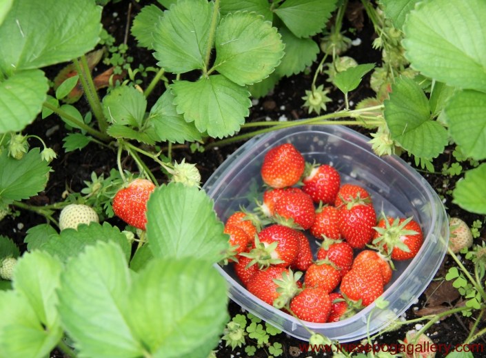 Easy to grow berries strawberries