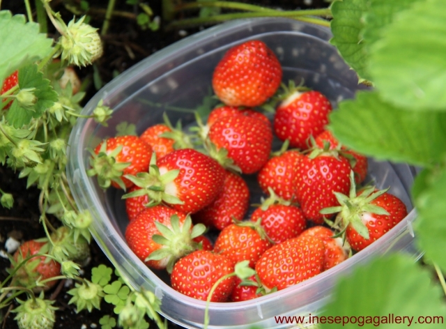 backyard first strawberries