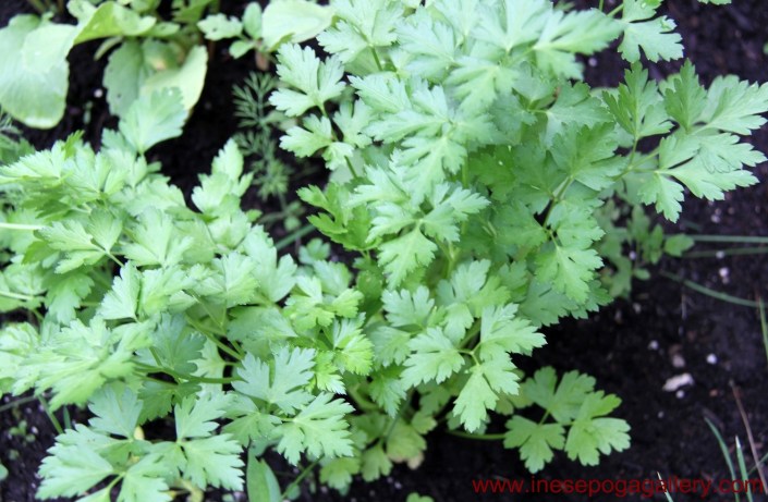 backyard simple parsley