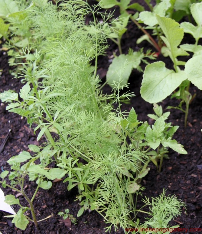 backyard Dill: huge health benefits