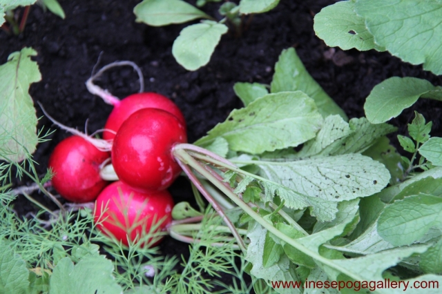 backyard crisp radish