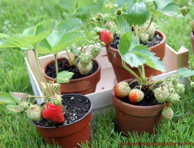 backyard strawberries