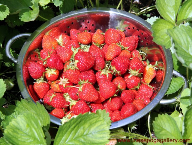 Fresh midsummer strawberries