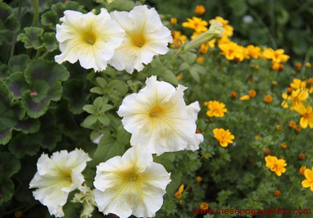 horticulture find happiness in your backyard