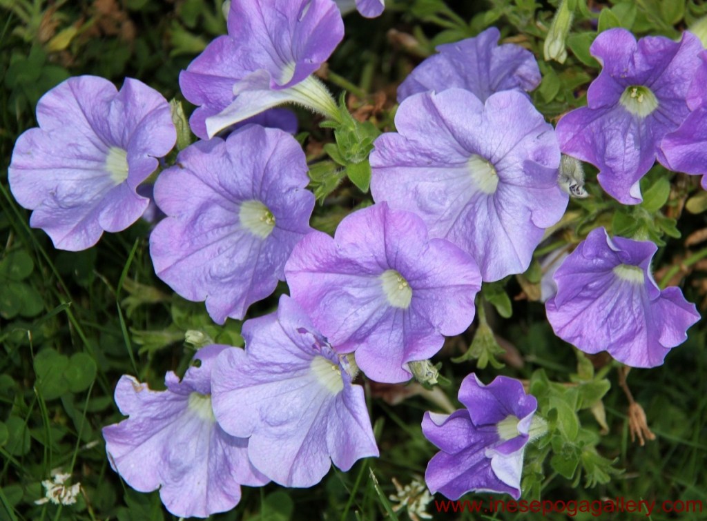 horticulture treatment for mental health