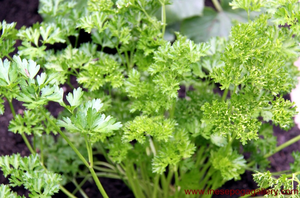 horticulture use it to be healthy