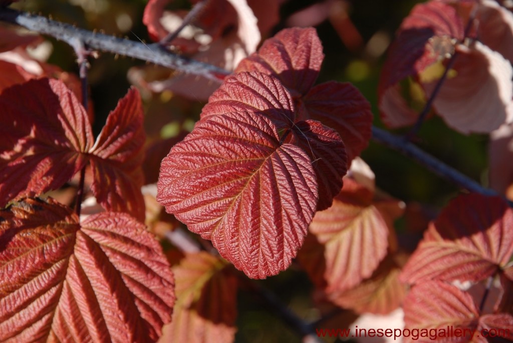 Autumn colors of raspberry leaves