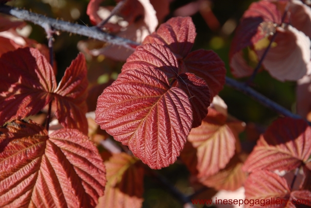 Autumn colors of raspberry leaves