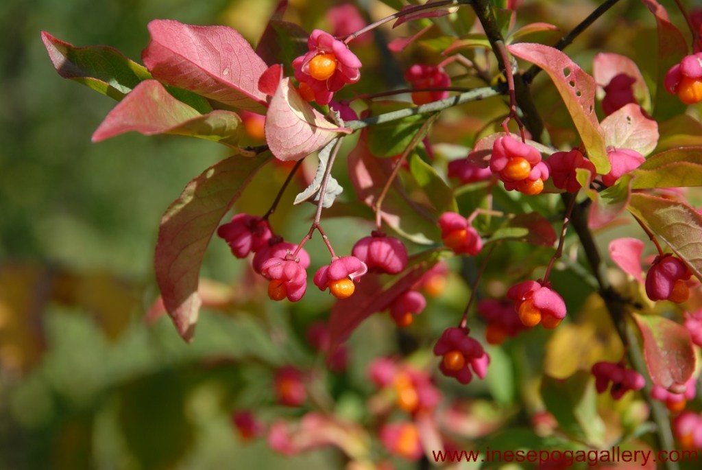 Autumn colors of garden