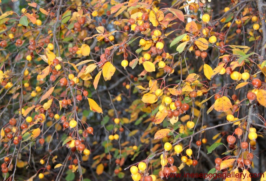Autumn is here nature photography