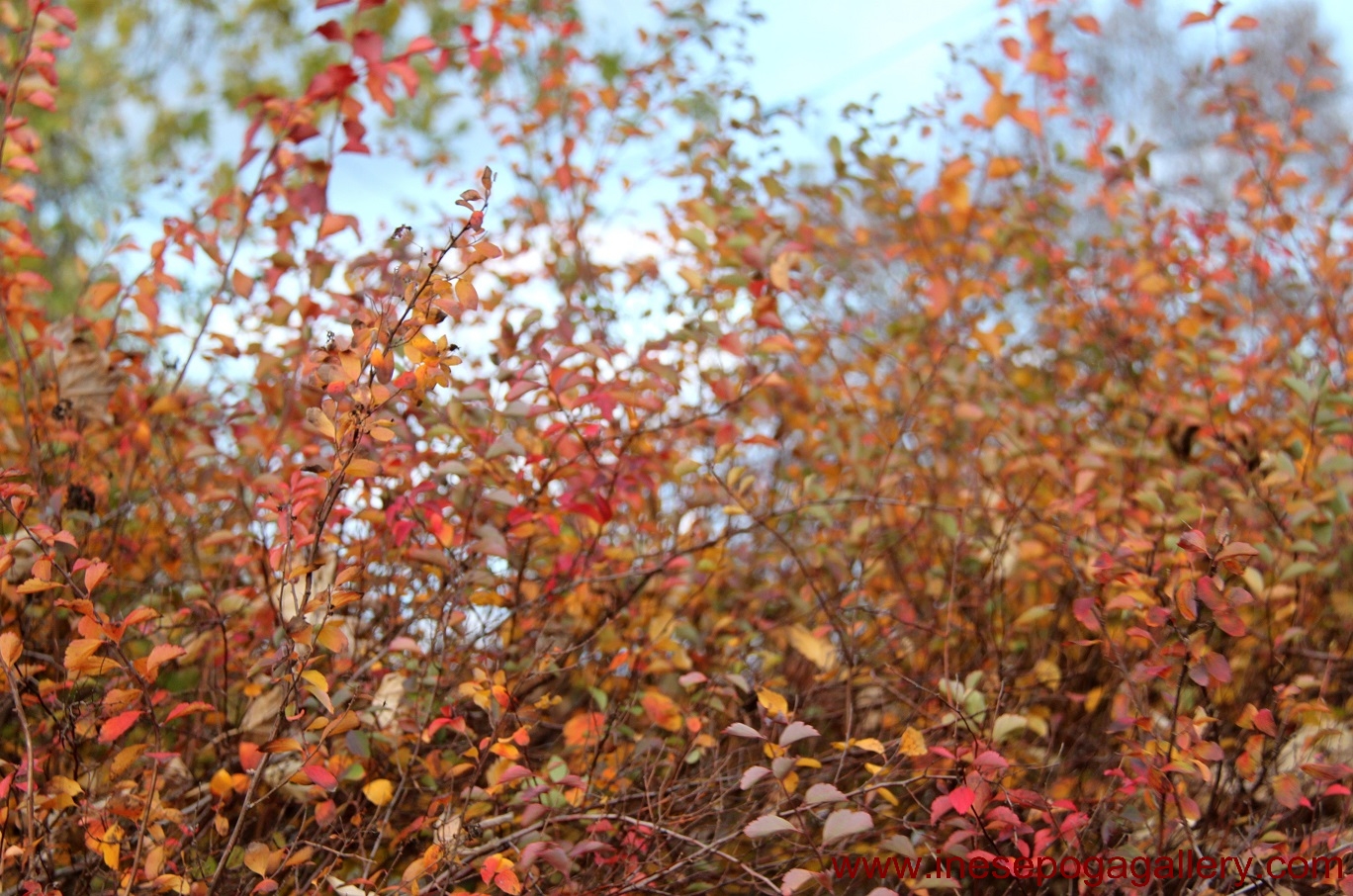 Autumn is here nature photography