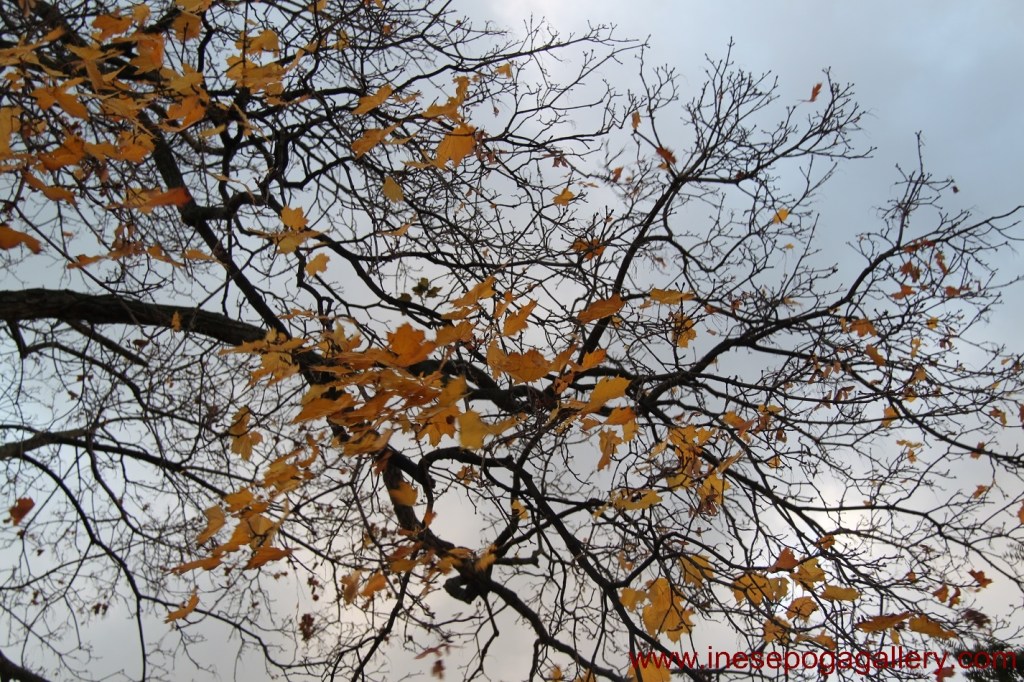 Autumn is here nature photography