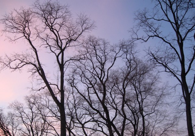 Winter sky and tree