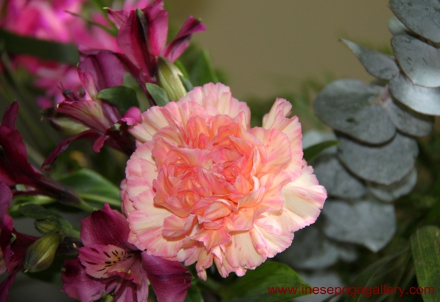 International Women's Day carnation flowers