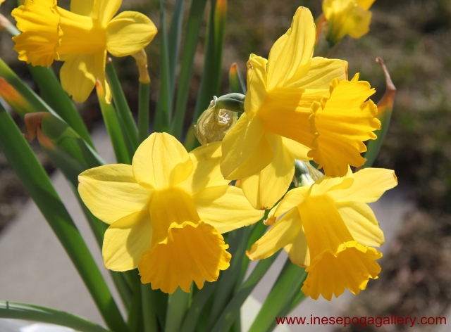 International Women's Day  beautiful daffodils