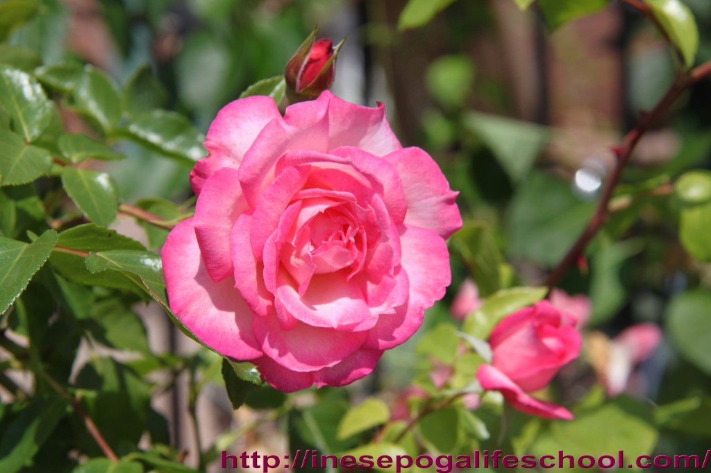 Rose whispers Mindful living