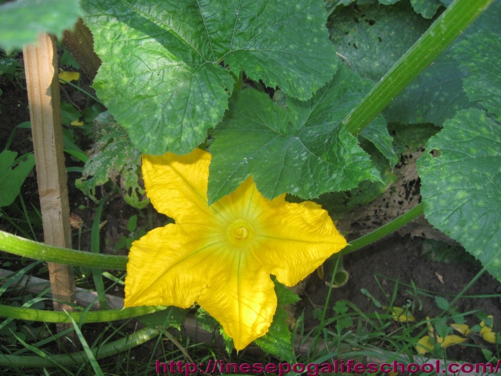 art of surviving disaster 2