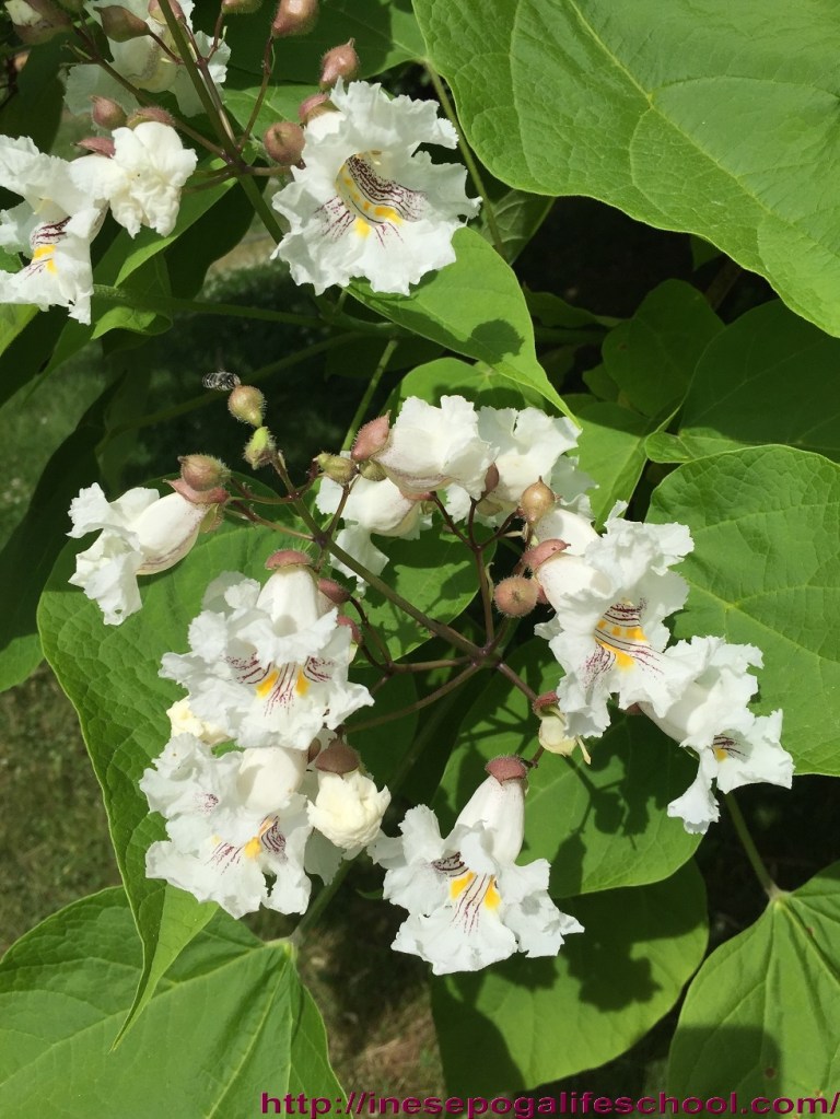 art of surviving disaster 6