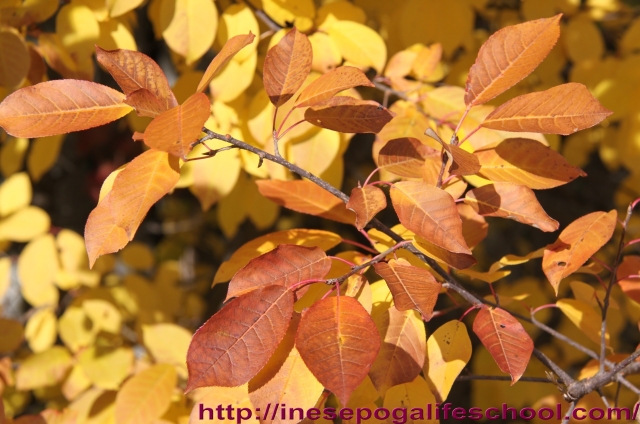 autumn-leaves-2