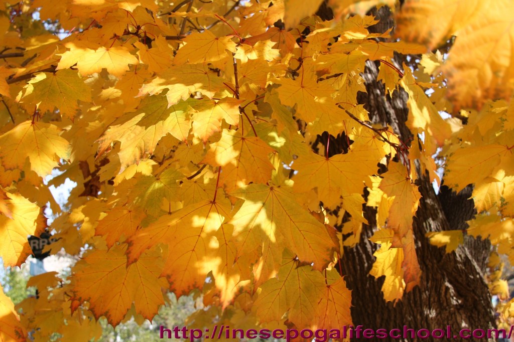 autumn-leaves-4