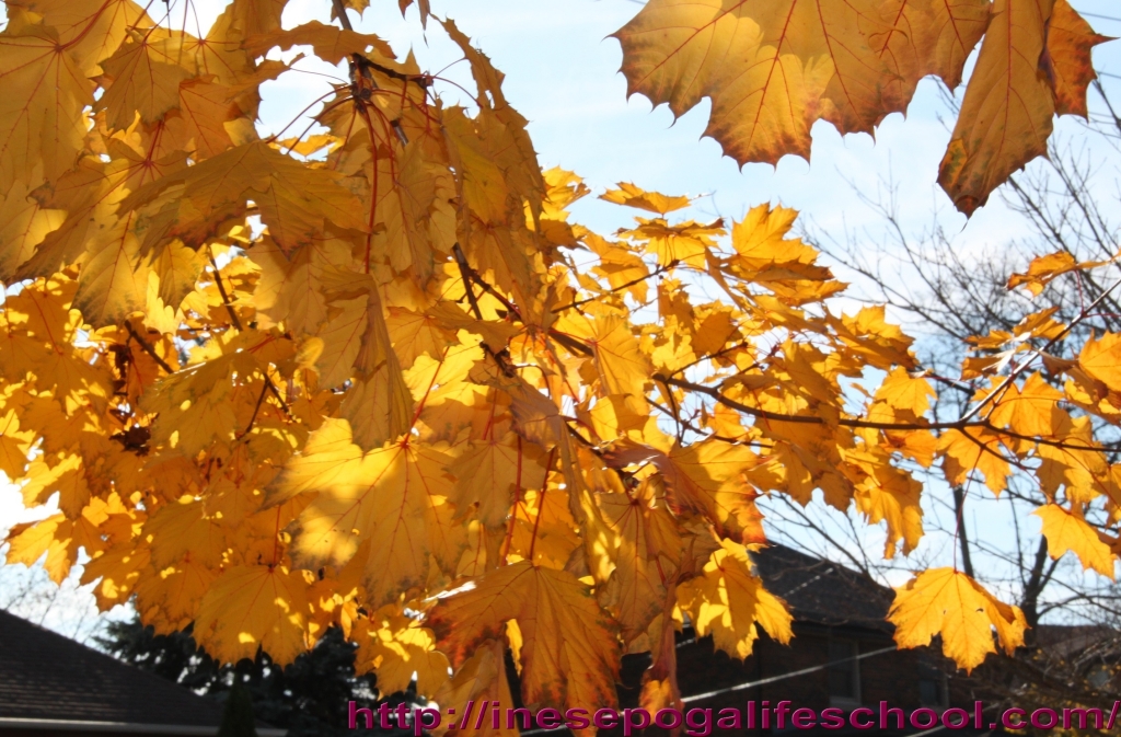 Photos of fall trees