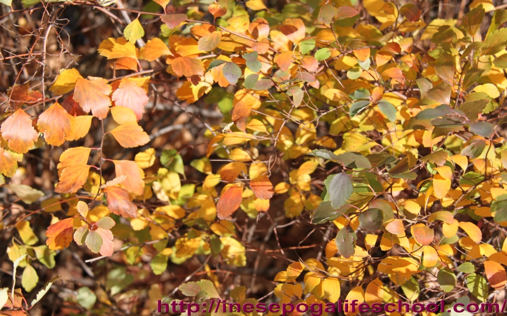 photos of golden fall trees