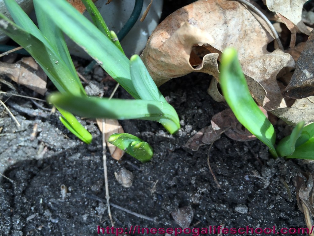 Self-isolation activities