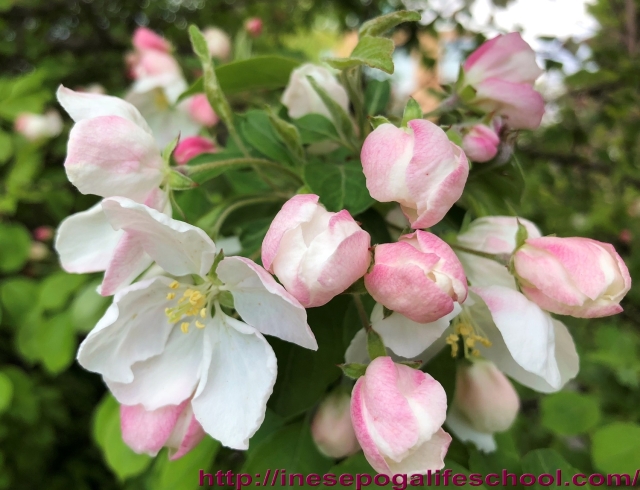 Apple blossoms, how to stay young
