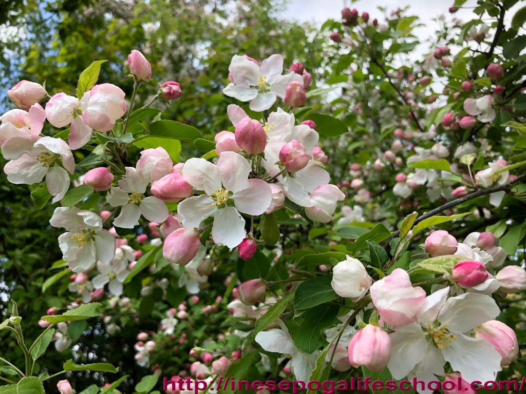 How to stay young, nature, blossoming apple trees