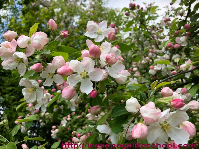 How to stay young, nature, blossoming apple trees