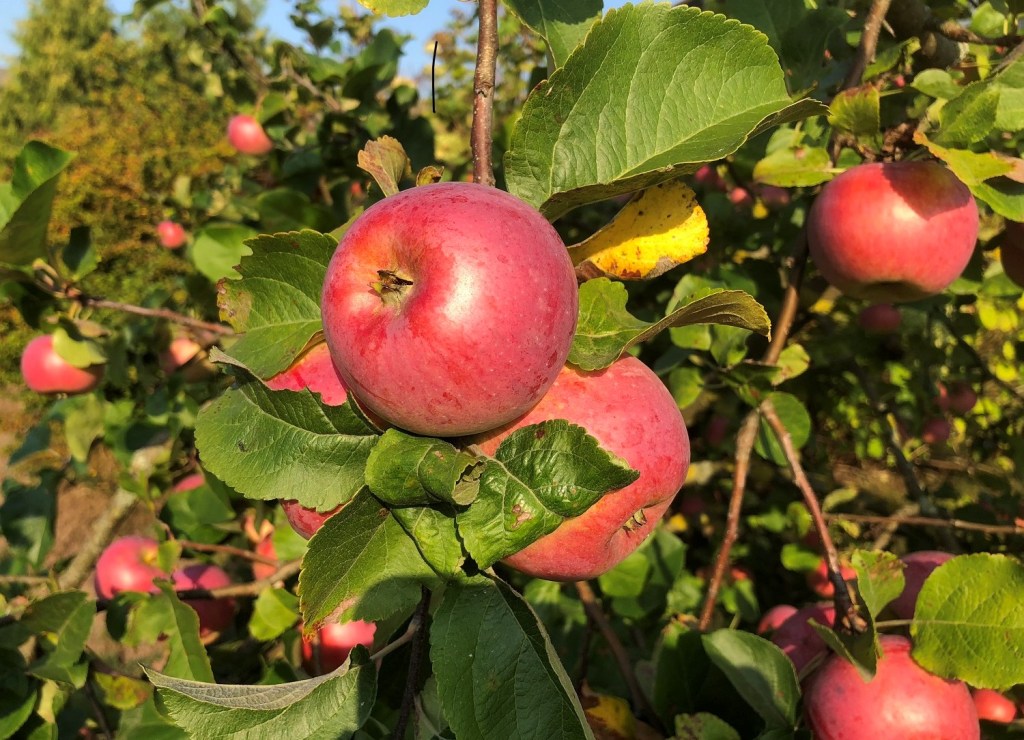 Using life skills and recipe of powerful health boosting tea 