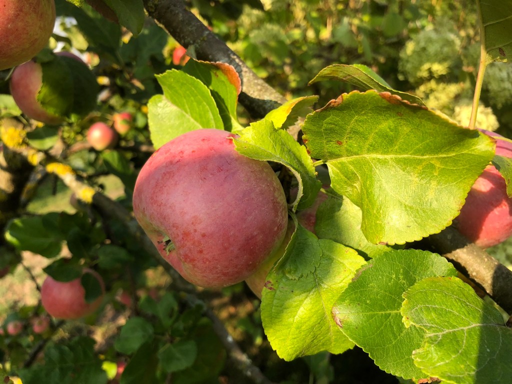 Using life skills and recipe of powerful health boosting tea 