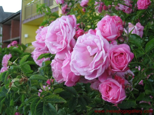 My mom loved flowers