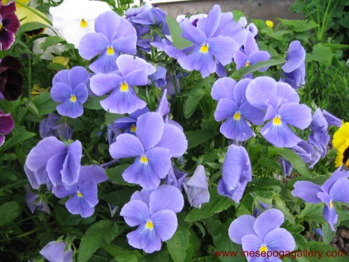 My mom loved flowers