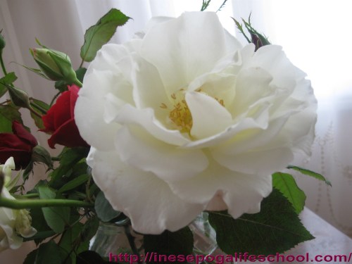 My mom loved flowers