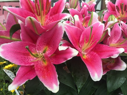 Celebrating feminine power: International Women’s Day 2019