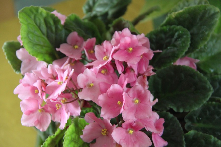 Celebrating feminine power: International Women’s Day 2019