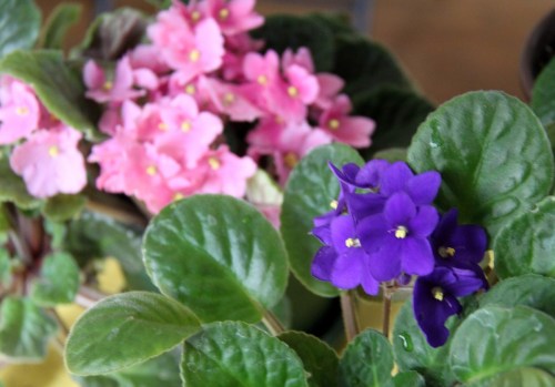 Celebrating feminine power: International Women’s Day 2019