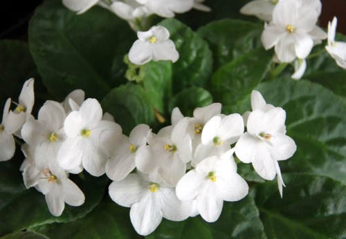 Celebrating feminine power: International Women’s Day 2019