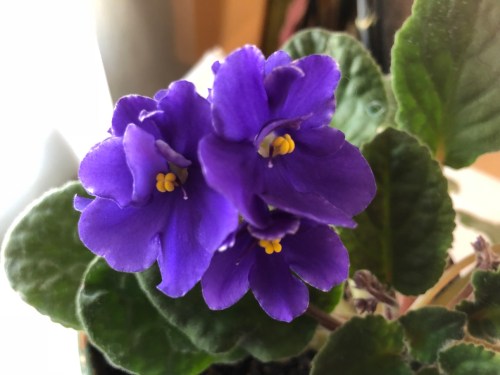 Celebrating feminine power: International Women’s Day 2019