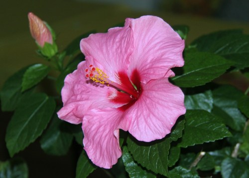 Celebrating feminine power: International Women’s Day 2019