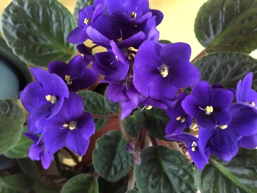 Celebrating feminine power: International Women’s Day 2019