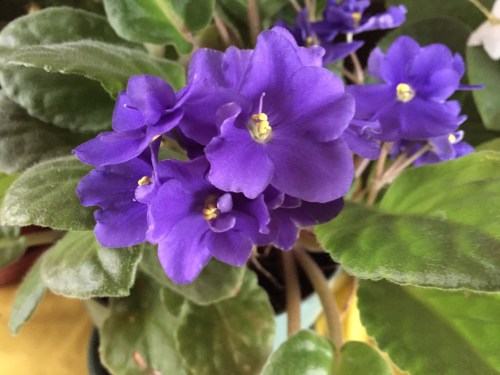 Celebrating feminine power: International Women’s Day 2019