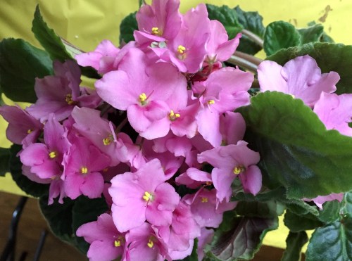 Celebrating feminine power: International Women’s Day 2019