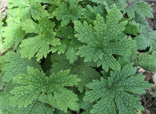 Nettle has everything for health