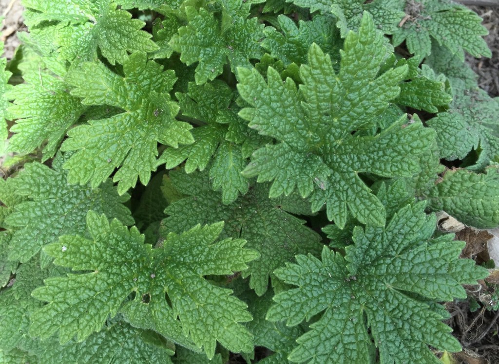 Nettle has everything for health
