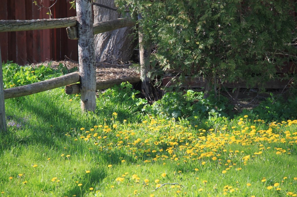 Find remedies in the backyard