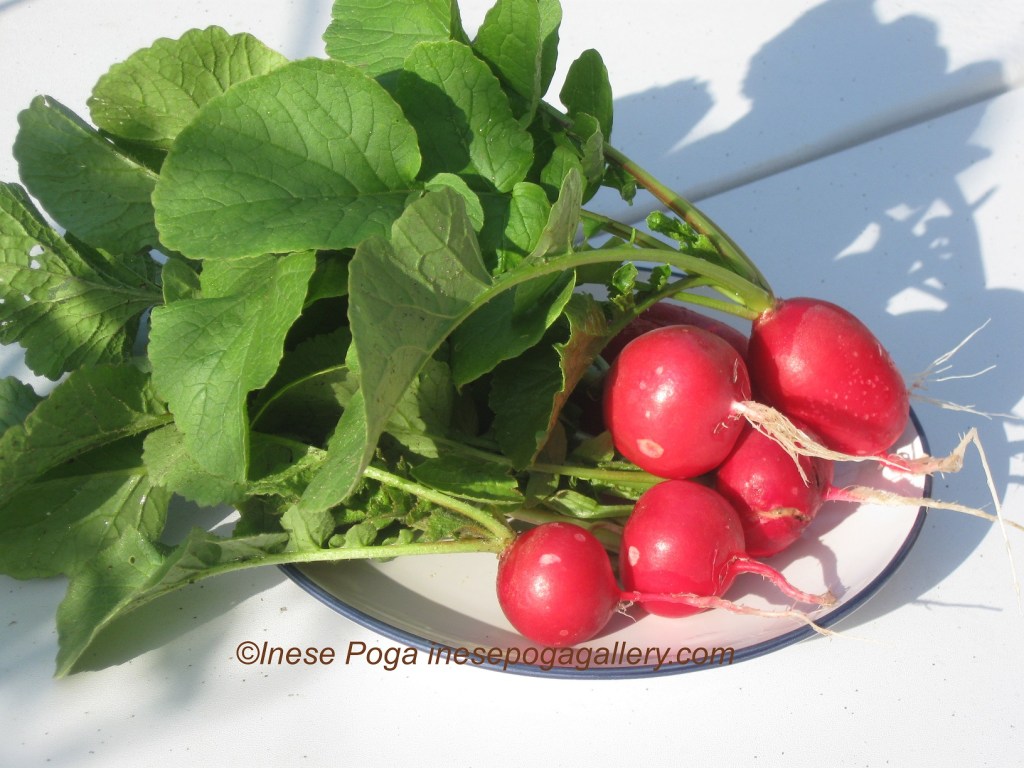 Grow, love and eat red radish
